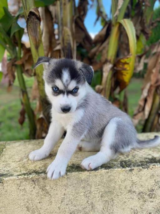 Gite Des Huskys Vila Tonnay-Charente Exterior foto