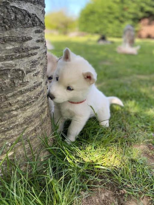 Gite Des Huskys Vila Tonnay-Charente Exterior foto