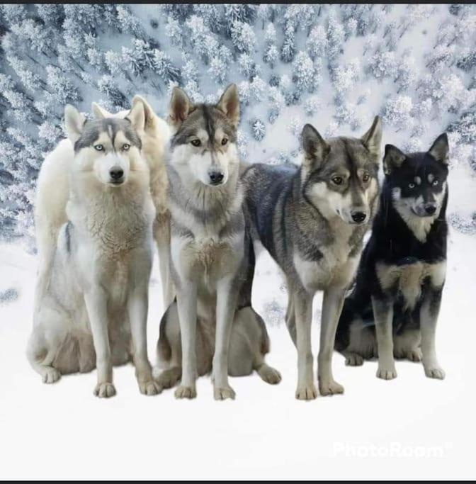 Gite Des Huskys Vila Tonnay-Charente Exterior foto